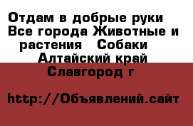 Отдам в добрые руки  - Все города Животные и растения » Собаки   . Алтайский край,Славгород г.